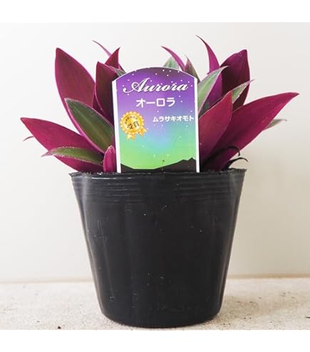 Amazon.co.jp: 【激レア品種】プルメリア接木苗 'Fire Blast'（入手